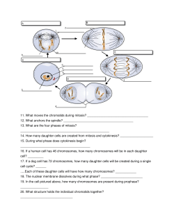 11. What moves the chromatids during mitosis?