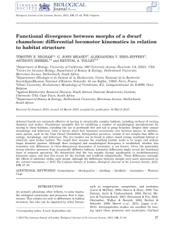 Functional divergence between morphs of a dwarf chameleon