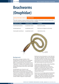 Beachworms (Onuphidae) - NSW Department of Primary Industries