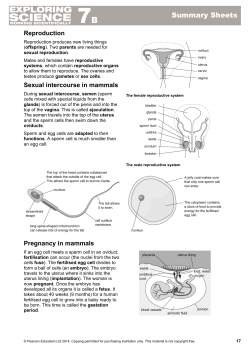 7B Reproduction
