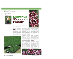 Dianthus `Coconut Punch` - Greenhouse Product News