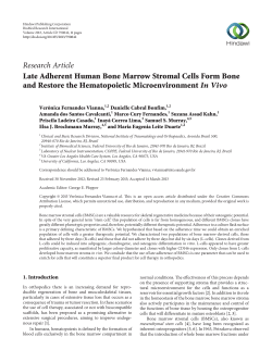 Late Adherent Human Bone Marrow Stromal Cells Form Bone and