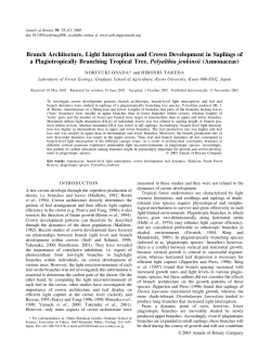 Branch Architecture, Light Interception and Crown Development in