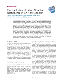 The nucleolus: structure/function relationship in RNA metabolism