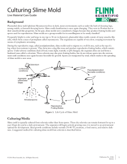 Culturing Slime Mold