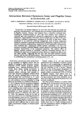 Interactions Between Chemotaxis Genes and Flagellar Genes in