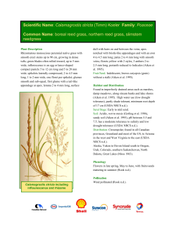 Calamagrostis stricta - Alberta Centre for Reclamation and