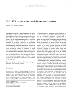 SSU rRNA reveals major trends in oomycete evolution