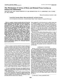 The Mechanism of Action of Ricin and Related
