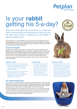 Is your rabbit getting his 5-a-day?