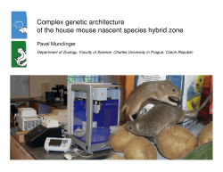 Complex genetic architecture of the house mouse nascent species