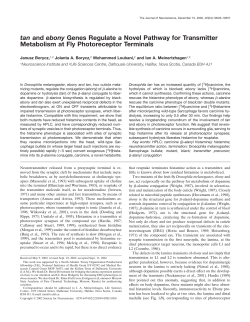 tan and ebony Genes Regulate a Novel Pathway for Transmitter