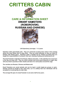 Dwarf Hamster - Critters Cabin