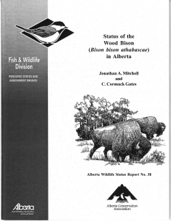 Status of the Wood Bison - Alberta Conservation Association