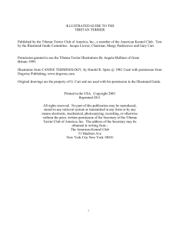 illustrated guide to the tibetan terrier