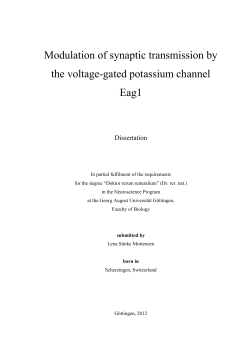Modulation of synaptic transmission by the voltage-gated