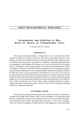 DISEASES Germination and Infection of Rice Roots by Spores of