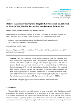 Role of Aeromonas hydrophila Flagella Glycosylation in Adhesion to