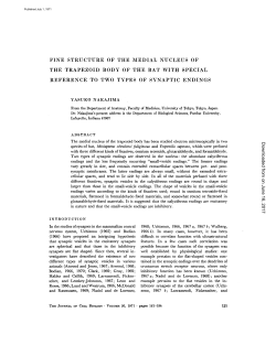 fine structure of the medial nucleus of the trapezoid body of the bat
