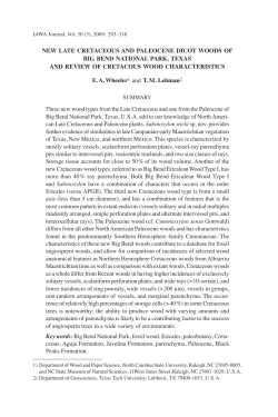 new late cretaceous and paleocene dicot woods of big bend
