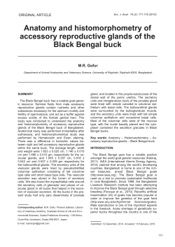 Anatomy and histomorphometry of accessory reproductive glands of