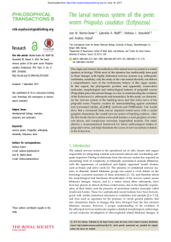 The larval nervous system of the penis worm Priapulus caudatus