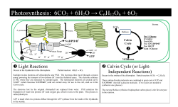 Photosynthesis: 6CO2 + 6H2O &rarr; C6H12O6 + 6O2