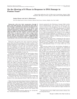 On the Slowing of S Phase in Response to DNA Damage in Fission
