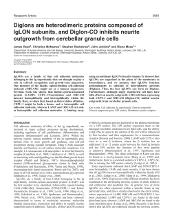 Diglons are heterodimeric proteins composed of IgLON subunits