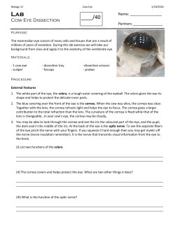 Cow Eye Dissection