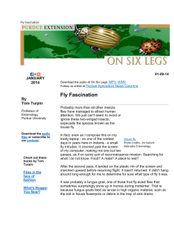 Fly Fascination - Purdue University