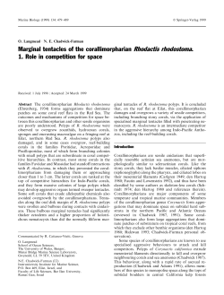Marginal tentacles of the corallimorpharian