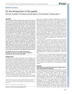 On the development of the patella