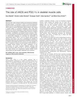 The role of nNOS and PGC-1a in skeletal muscle cells