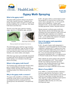 Gypsy Moth Spraying
