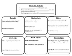 plant like protists