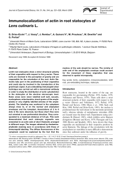 Immunolocalization of actin in root statocytes of