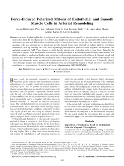 Force-Induced Polarized Mitosis of Endothelial and