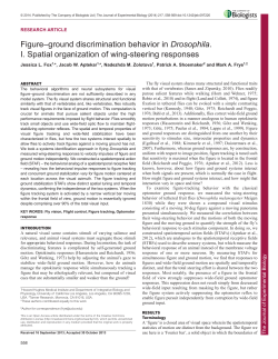Figure&ndash;ground discrimination behavior in Drosophila. I. Spatial