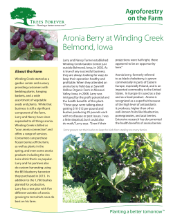 Aronia Berry at Winding Creek Belmond, Iowa