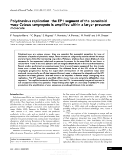 Polydnavirus replication: the EP1 segment of the parasitoid wasp