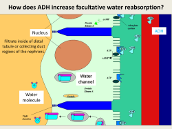 How does ADH increase facultative water reabsorption?