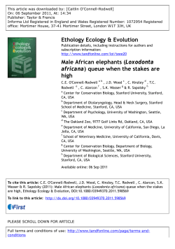 Male African elephants (Loxodonta africana) queue when the stakes