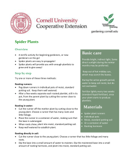 Grow Spider Plants - Cornell Garden
