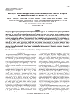 Testing the use/disuse hypothesis: pectoral and leg muscle changes
