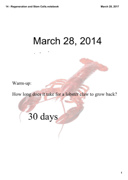 14 - Regeneration and Stem Cells.notebook