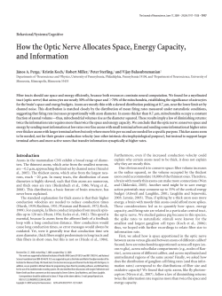 How the Optic Nerve Allocates Space, Energy Capacity, and