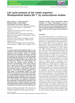 Life cycle analysis of the model organism Rhodopirellula baltica SH