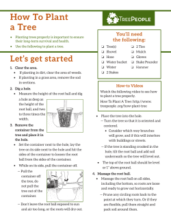 How To Plant a Tree