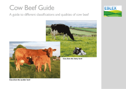 Cow Beef Guide - QSM Beef and Lamb
